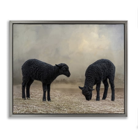 Stupell Industries Black Sheep Grazing Animals & Insects Photography Gray Floater Framed Canvas Art Print Wall Art 21 x 17
