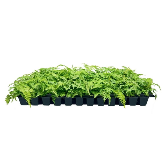 Japanese Painted Fern  40 Live Plants  Athyrium Niponicum  Shade Garden Essential  Lush Foliage Accent