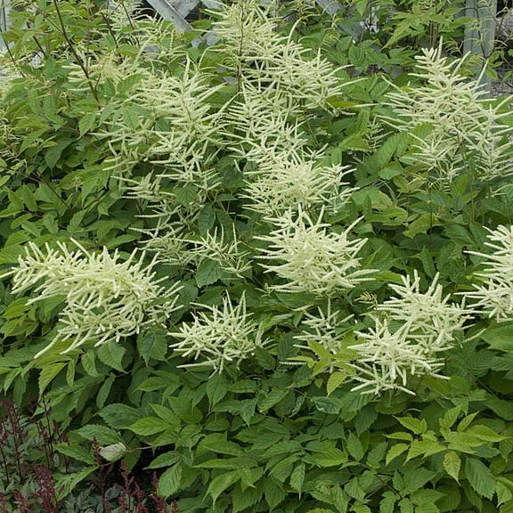 Outsidepride Aruncus Dioicus Flower Seed - 10000 Seeds