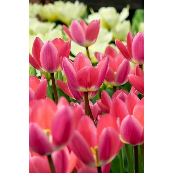 Light and Dreamy Darwin Tulip - 12/  cm Bulbs - 5 Bulbs