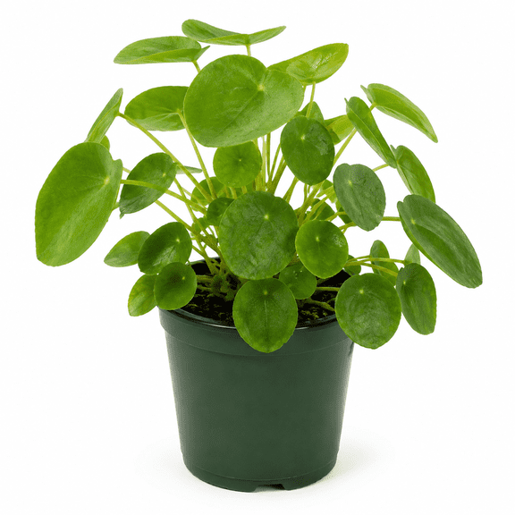 NYGardenia Pilea Peperomioides Live Plant in 4.5-Inch Nursery Pot, Chinese Money Plant