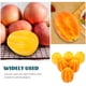 thumbnail image 5 of 6 uds modelo de melón simulación modelo de melón modelo de melón falso modelo de fruta Artificial, 5 of 5