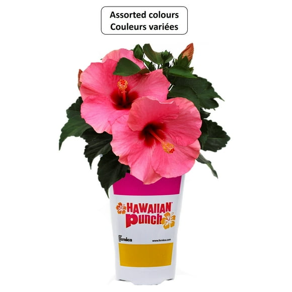 Hawaiian Punch #4.33 Hibiscus Flowering Annual Plant, Assorted Colours & Varieties, Outdoor Live Plants for Home Garden