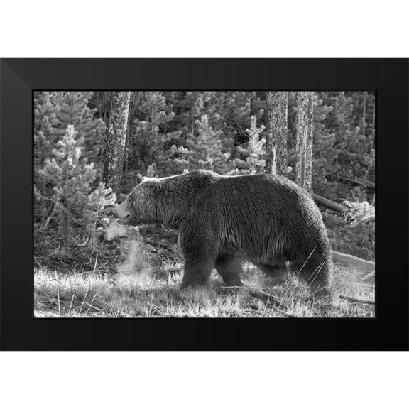 Peaco, Jim 14x11 Black Modern Framed Museum Art Print Titled - Grizzly Bear, Yellowstone National Park