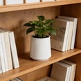 thumbnail image 7 of Tarmeek White Self-Watering Planter - Transparent Decorative Plant Container for Indoor Outdoor Home Garden, Lazy Gardener Friendly Small Pot for Succulents and Herbs, 7 of 7