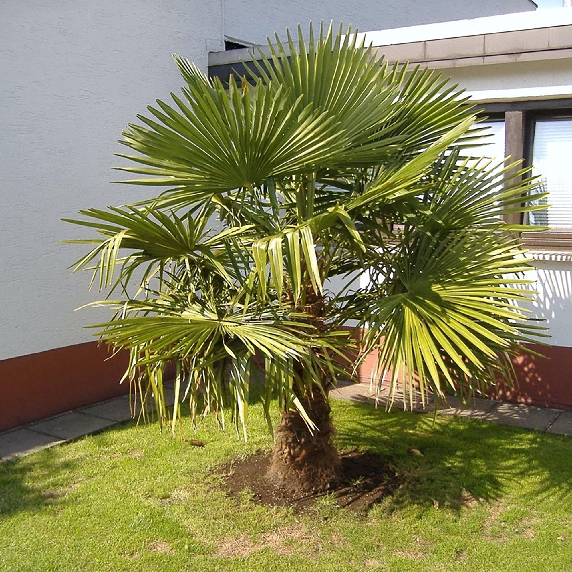 10" Windmill Palm Live Plant