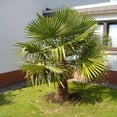thumbnail image 4 of 10" Windmill Palm Live Plant, 4 of 7