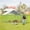 12.92' L x 9.64' W x 6.36' H, variant on Large Metal Chicken Coop Walk-in Poultry Cage Hen Run House Duck House Rabbits Habitat Cage Spire Shaped Coop with Waterproof and Anti-Ultraviolet Cover for Outdoor Farm Use