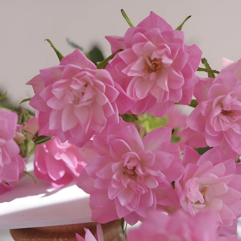30 Seeds Lotus Star Rose - Perennial Authentic Non-GMO Flower Seeds for Garden Enthusiasts