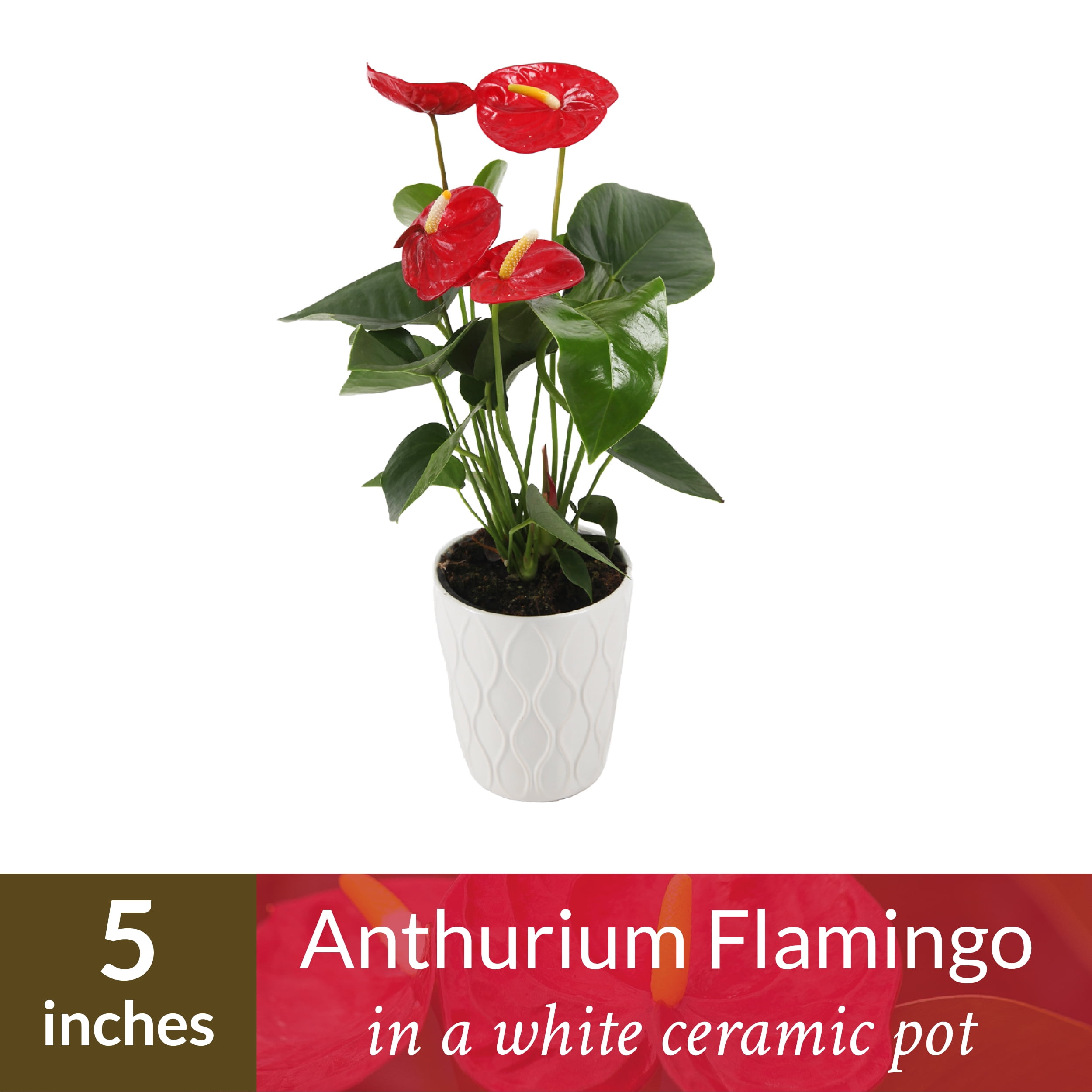 Just Ice Anthurium, 14-18” Tall, Red Ceramic Pot - Walmart.com