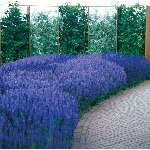 Direct Gardening May Night Salvia Potted Flowering Perennial Starter Plant, One per offer