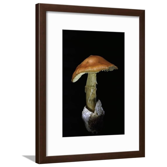 Amanita Caesarea Caesars Mushroom, Botanical Framed Art Print Wall Art by Paul Starosta Sold by Art.Com
