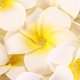 thumbnail image 5 of Flor De Simulación Guirnalda De Luces Led Plumeria Guirnalda Funciona Con Pilas 3 Modos De Luz 20 Lámpara Decorativa De Hada De Las Flores Led Para Jardín Patio Dormitorio Boda Fiesta Hogar Minnieouse HA027406-02, 5 of 7