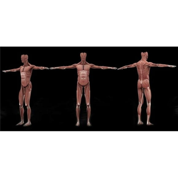 StockTrek Images PSTSTK701170H 3D Rendering of Male Muscular System At Different Angles Poster Print, 20 x 9