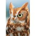 thumbnail image 2 of Jones, Adam 11x14 White Modern Wood Framed Museum Art Print Titled - Eastern screech owl-Florida, 2 of 4