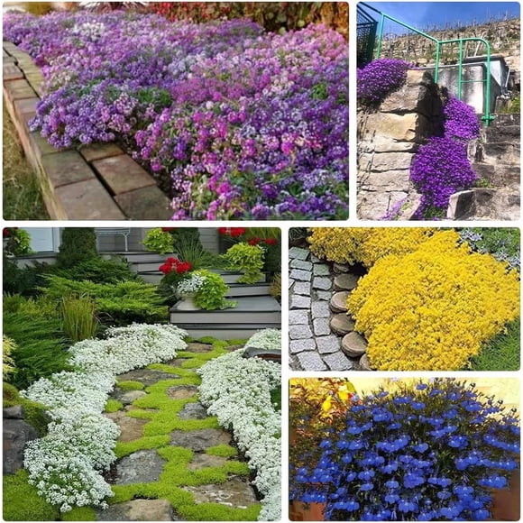 GSDWIUEW 5000+ Mix Creeping Thyme Seeds for Planting 6 Colors Individually Packaged Perennial Creeping Thyme Seeds Ground Cover Plants Easy to Grow Landscaping Seeds for Garden