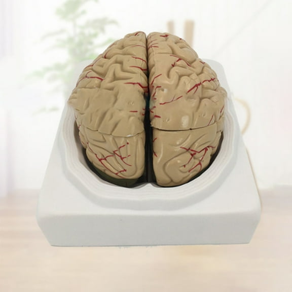 Human Brain Model Simulation 8-Part PVC Life-size Anatomy Teaching Tool for Classroom