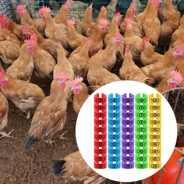 Bandas de piernas de aves de corral 100x, bandas de identificación de pollo, etiqueta de marcador de pollo, anillos de la etiqueta de la etiqueta del S