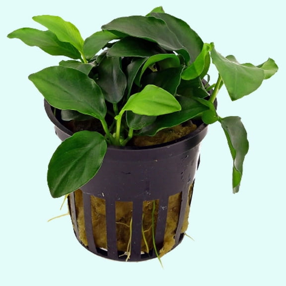 Anubias Barteri (Nana Petite) Varies: 1 Plant | Potted Live Aquarium Plants BUY 2 GET 1 FREE