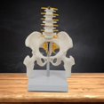 thumbnail image 3 of Modelo de esqueleto de pelvis humana de PVC con equipo de enseñanza de vértebras lumbares, herramienta de visualización de educación de, 3 of 6