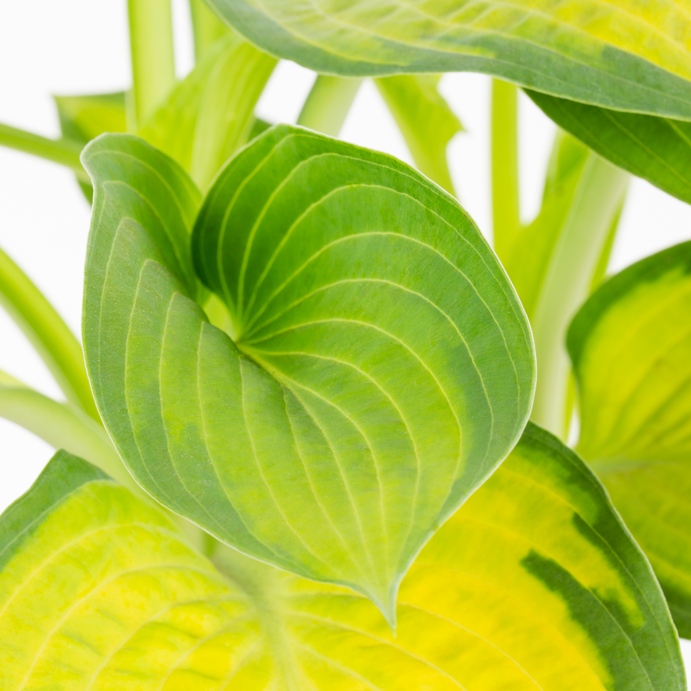Better Homes & Gardens 1.5G Multicolor Hosta Live Plant Grower Pot Shade