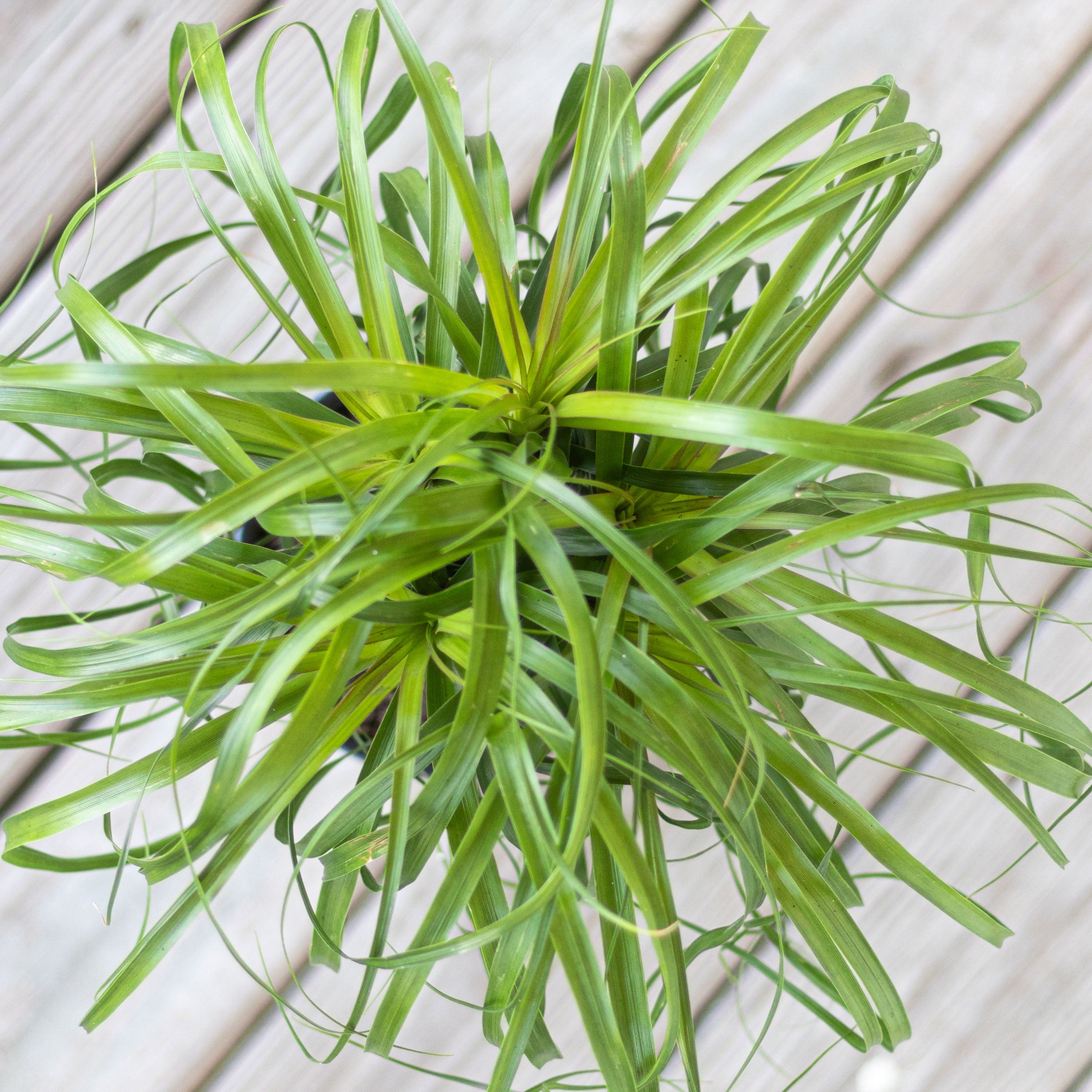 United Nursery Live Ponytail Palm Houseplant 12-14in Tall in 6-inch Premium Ecopots Dark Gray