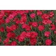 3 Frosty Fire Dianthus Plants in a 3.5" Pot--Fragrant Early Bloomer!!