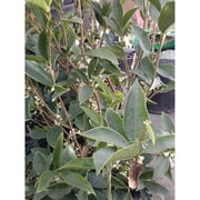 QIZONG - Sweet Olive (Osmanthus Fragrans) - 1 Plant - 2 Feet Tall - Ship in 1 Gal Pot