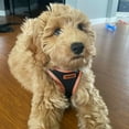 thumbnail image 2 of Voyager Step-in Air All Weather Mesh Harness and Reflective Dog 5 ft Leash Combo with Neoprene Handle, for Small, Medium and Large Breed Puppies - Black/Orange Trim, Small, 2 of 9