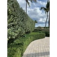 thumbnail image 6 of Green Island Ficus  30 Live Plants  Ficus Microcarpa  Lush Indoor/Outdoor Ornamental Plant - Easy Care & Fast Growing - Perfect for Home, Garden, & Office Decor, 6 of 7