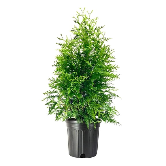 Thuja Green Giant | 1 Extra Large 3 Gallon Tree | Thuja standishii x plicata | Fast Growing Privacy Screen | Evergreen Landscape Plants for Borders