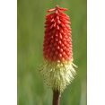thumbnail image 6 of 50 Seeds TORCH LILY Red Hot Poker / Tritoma / Kniphofia Uvaria Flower Seeds, 6 of 8