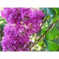 thumbnail image 4 of 1000 Bulk CREPE MYRTLE Mixed Colors Lagerstroemia Indica Mix Tree Shrub Flower Seeds - Red, Purple, Light Pink, Dark Pink, White, & Lilac, 4 of 10