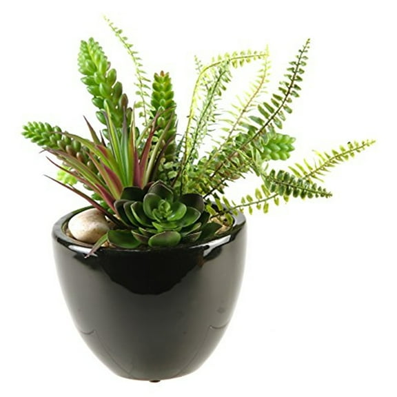 Succulent, Aloe and Echeveria in Round Ceramic Planter