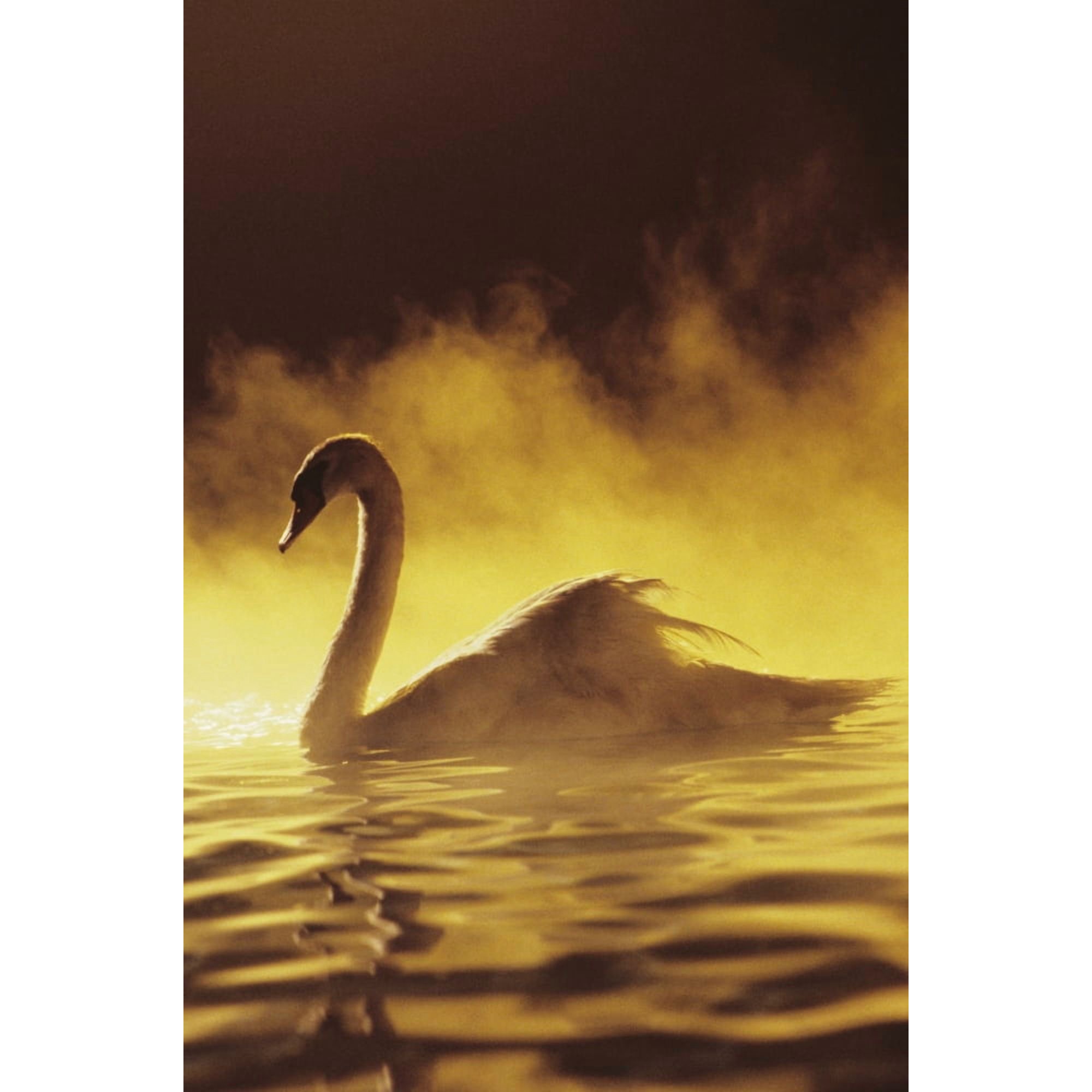 View of Single White African Swan in water Canvas Art - Brent Black Design Pics (22 x 34)