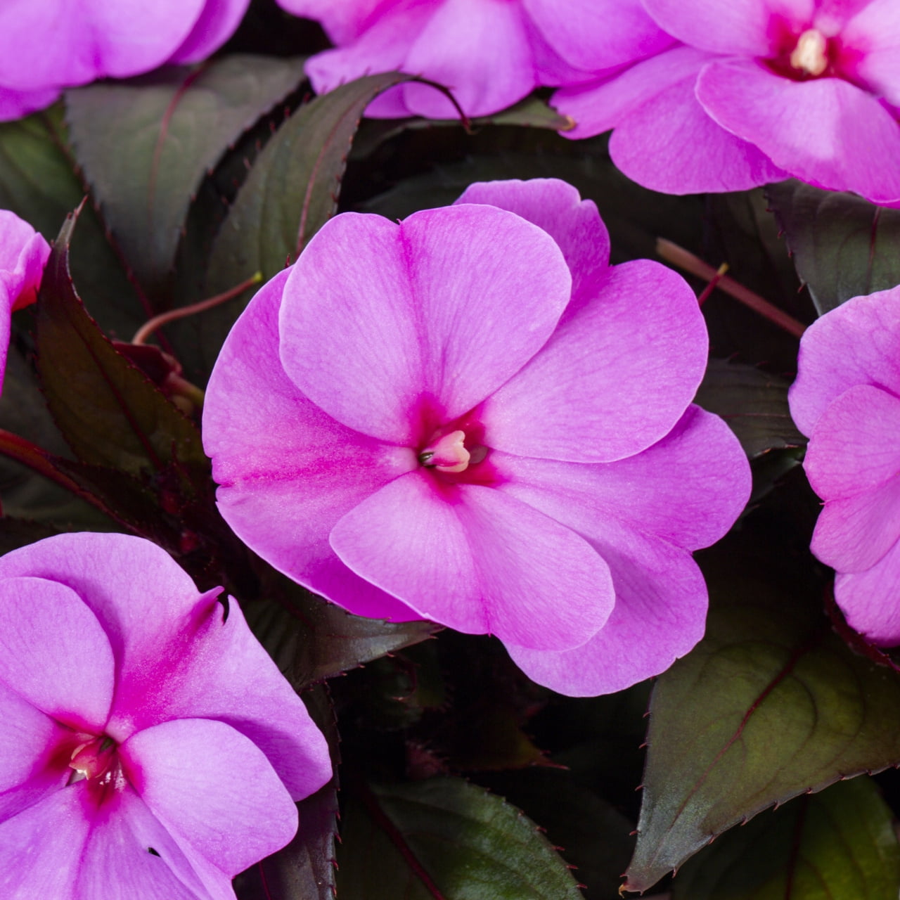 Expert Gardener 1.5 Gal Pink New Guinea Impatiens Live Annual Plant in Decorative Pot, Filtered Sun