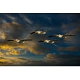 thumbnail image 2 of Galloimages Online 24x17 Black Ornate Wood Framed with Double Matting Museum Art Print Titled - Pelican Foursome, 2 of 4