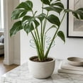 thumbnail image 6 of Iron Plants Support Stakes, 6.29"x5.51" Heavy Duty Garden Trellis for Climbing Plants, Monstera Stabilizer, Pothos Holder, Rust-Resistant Metal, 6 of 6