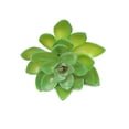 thumbnail image 2 of Paquete de 12 plantas suculentas artificiales Bewildely Color aleatorio, 2 of 6