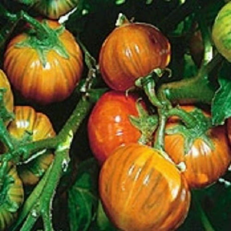 25 TURKISH ORANGE EGGPLANT Scarlet Solanum Aethiopicum Fruit Vegetable  Seeds 