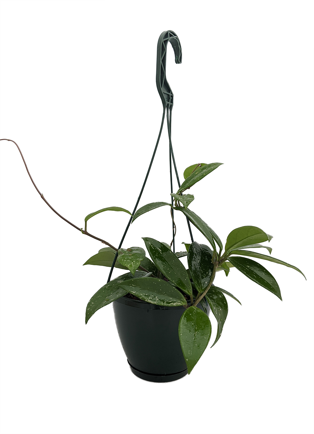 Rare Pubicalyx Wax Plant Hoya Great House Plant 6