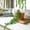 Green, variant on Deep Green Artificial String Of Pearls (String Of Tears) Faux Plant Decoration - 20 Inch Length Hanging Faux Greenery Realistic Simulation For Indoor Decor - Home Office Bedroom