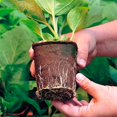 thumbnail image 4 of EIMELI 10PCS Peat Pots Seed Starter Trays Plant Seedling 10Cells Biodegradable Seedling Pots Germination Trays Plant W/Labes Organic Plant Starter Kit, 4 of 11