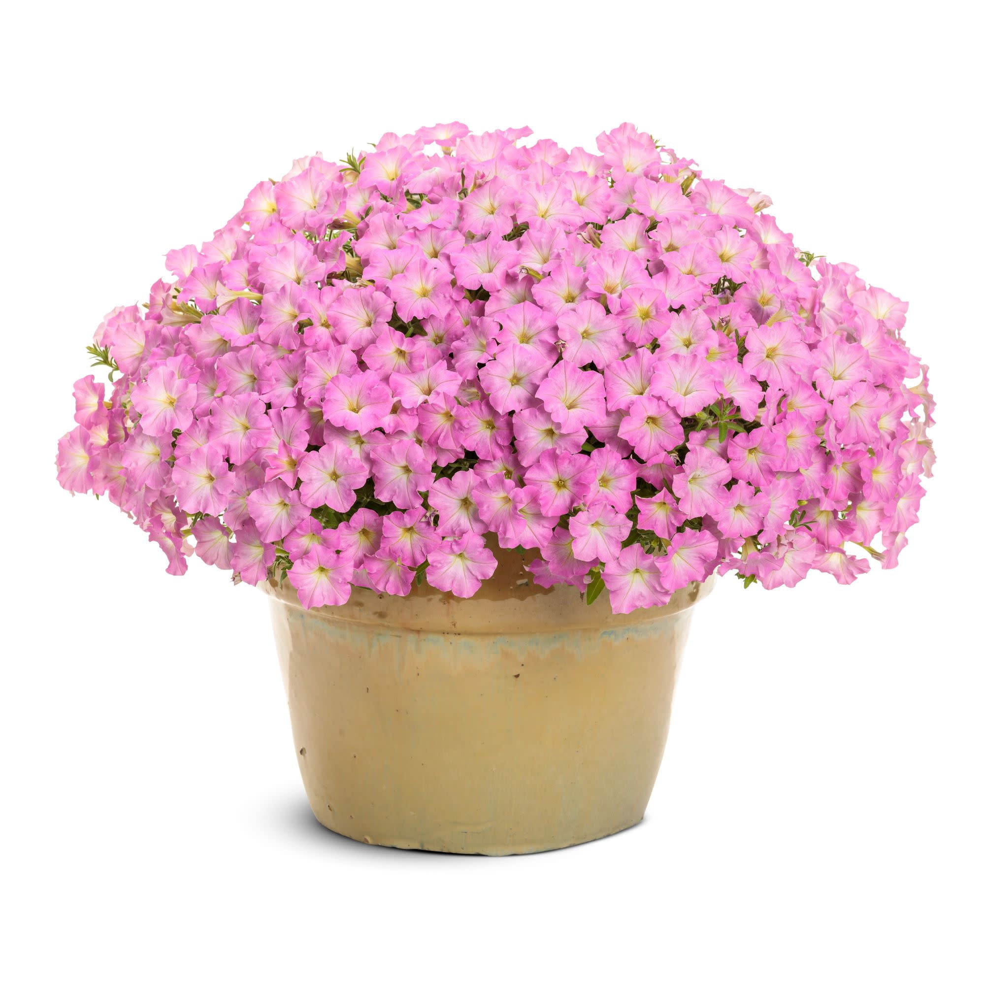 Proven Winners 4" Supertunia Mini Vista Pink Cloud Supertunia Live Plant in 4.25" Pot (4 Count)