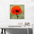 thumbnail image 2 of ARTCANVAS Albanian Poppy National Flower of Albania Square Canvas Art Print - Size: 18" x 18" (0.75" Deep), 2 of 9