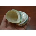 thumbnail image 2 of Pearl Green Mother of Pearl Banded Turbo Seashell Hermit Crab 3 1/2" - 4", 2 of 2