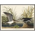 thumbnail image 1 of John James Audubon Affiche Encadré Pipitre Solitaire, 1 of 1