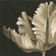 thumbnail image 2 of Harper, Ethan 12x12 Black Ornate Wood Framed with Double Matting Museum Art Print Titled - Classical Blooms II, 2 of 4
