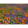 thumbnail image 2 of Welling, Dave 18x15 Gold Ornate Wood Framed with Double Matting Museum Art Print Titled - CA, Gorman Field of colorful flowers, 2 of 4