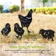 thumbnail image 5 of De Decoración De Estaca De Jardín De Animales Incluye 1 Decoración De Estaca De Gallina Y 3 Decoraciones De Estaca De Pollito Arte De Patio En Forma De Pollito Para Patio Jardín Césped4 Piezas Methold HA015324-00, 5 of 7
